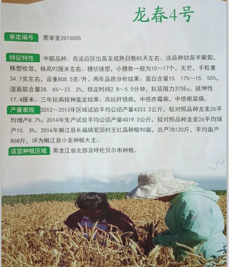 龙-4.png